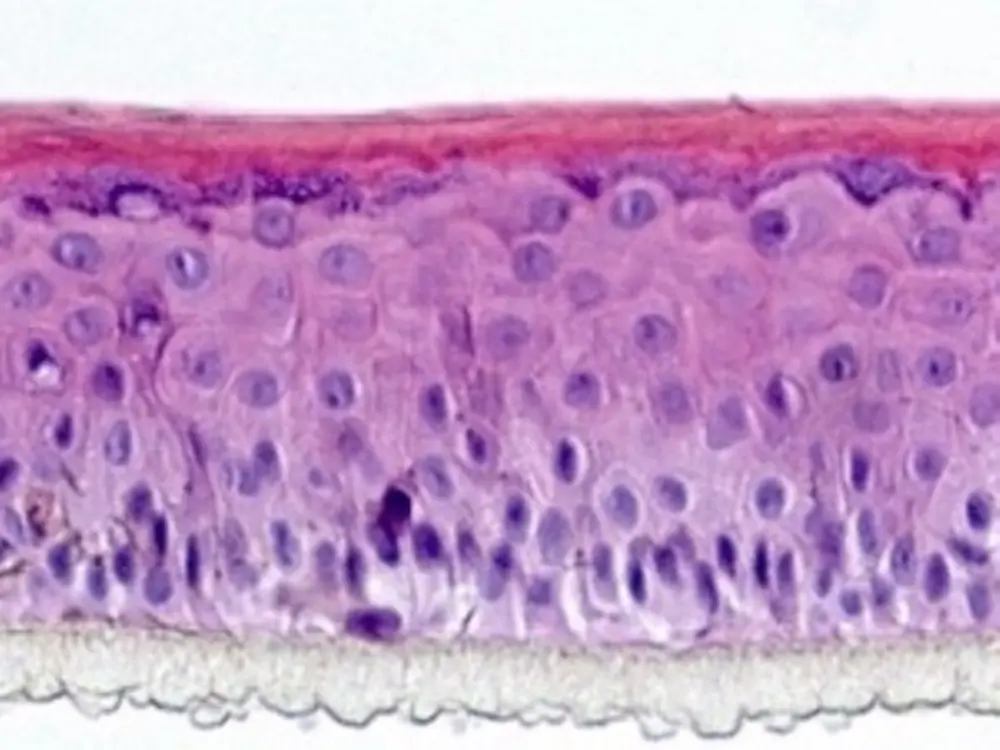 Histological section of Phenion OS-REp epidermal model 