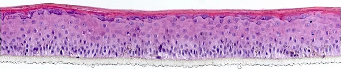 Histological section of Phenion OS-REp epidermal model 